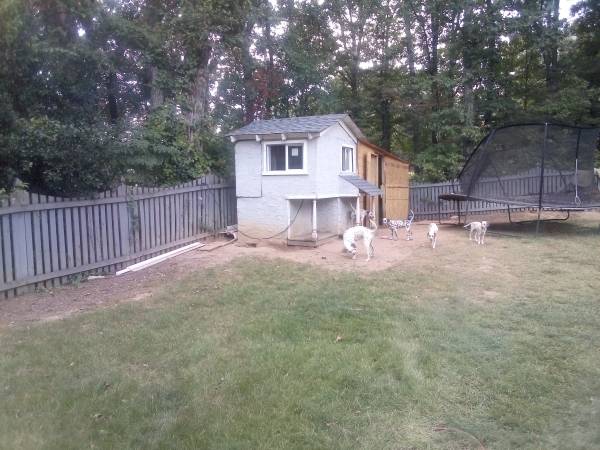 Sweet dalmatian puppies need a home! (Jonesboro)63987243865474124