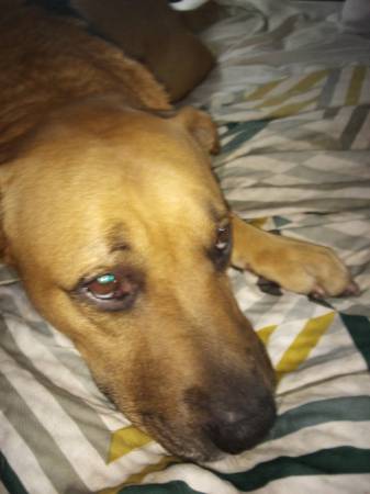 TEMPORARY DOG FOSTER 1