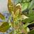 Hass & Fuerte Avocados 15-Gallon Pots 1 thumbnail