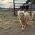Fiber goats 3 thumbnail