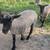 Bred BFX Show Ewes 1 thumbnail
