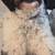 Bernedoodle 1 thumbnail