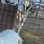 Saanen wether goat 3 thumbnail