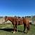 Apha mare 4 thumbnail