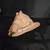 Conch Shells 14 thumbnail