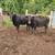 Bred cows 4 thumbnail