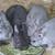 Netherland Dwarfs 3 thumbnail