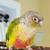 Conure 2 thumbnail
