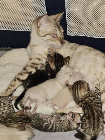 Snow Bengal Kittens (Austin/Lakeway)64024397143426120