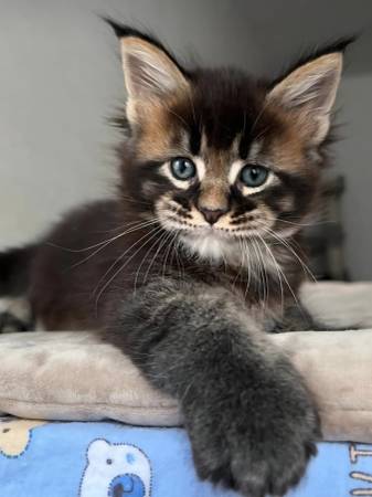 Maine coon kitten cat (Mcallen)64036268697857120