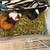 Guinea Pigs 6 thumbnail