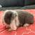 Baby Bunny Holland Lop 3 thumbnail