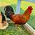 Easter Egger Rooster -nice! 3 thumbnail