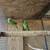 Male Indian Ringneck 3 thumbnail