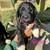 PyreDoodle Puppies 2 thumbnail