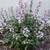 Penstemon Perenial - Starter Plant 1 thumbnail