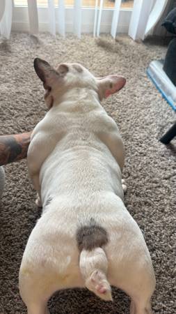 Hembra nano bully de 6 meses582072488984596486