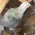 Pigeon 2 thumbnail