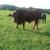 For Sale Full Blooded  BeefMaster Bull out of reg stock 6 thumbnail