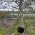 Nanking Cherry, Buttonbush and Ninebark 3 thumbnail
