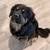 Free Dog 1 thumbnail