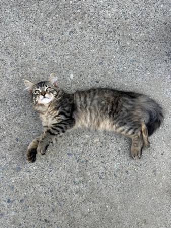 rehoming 2 kittens (wenatchee)63761970823809123