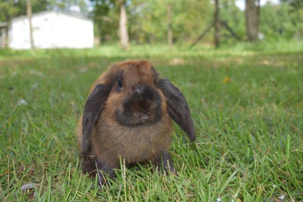 Hembra de conejo Holland lop (Callahan)63682033356675121