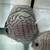 Live Freshwater Fish Discus, Guppy, Molly, Parrot Cichlid, Flowerhorn 12 thumbnail