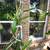 Dragon Fruit Tree 1 thumbnail