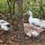 Duck eggs 6 thumbnail