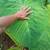 Luau leaf 1 thumbnail