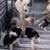 Border collie 4 thumbnail