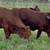 Santa Gertrudis Replacement Heifers 2 thumbnail
