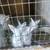 Rabbits 3 thumbnail