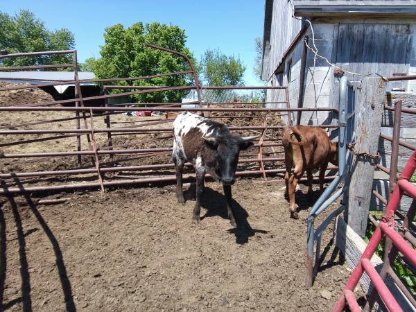 Yearling Heifer 1