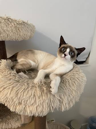 Adorable kitten for adoption (alameda)63862000507907121