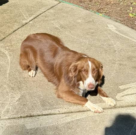 Rehoming Female Aussie (Youngsville)63980297339522121