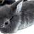 Holland lop  bunny rabbits 2 thumbnail