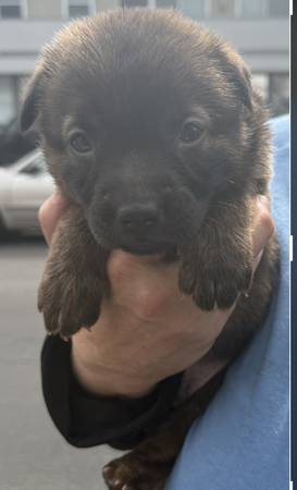 2 month old beautiful Shepherd mix puppies rehoming (North Hollywood)63830037014273120