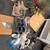 Free stuff dresser, rugs, etc. 1 thumbnail