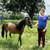 Mini Horses and Shetland Ponies 4 thumbnail
