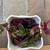 Various healthy small potted plants 5 thumbnail