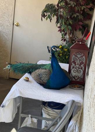 ¡PERDIDO O LLEVADO! Pavón macho. (Nellis y Kell Lane)63860185105539122