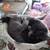 Cats 2 thumbnail