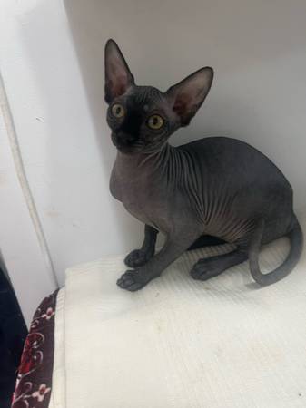 Selling Sphynx kitten 1