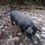 Purebred Mulefoot Sow. Born 3-11-23.  Tame and easy to manage. 4 thumbnail