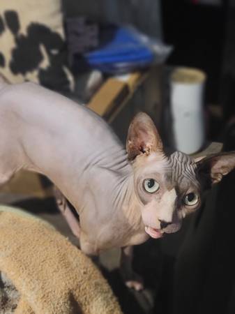 2yr old Sphynx (Bryan)