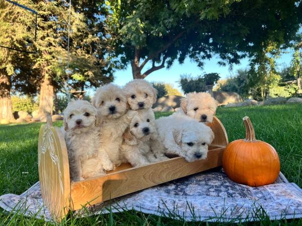 Cockapoos 1