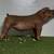 Registered Duroc pigs 2 thumbnail
