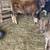 Jersey Heifer 3 thumbnail